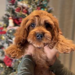 Bernedoodle, Cavapoo, and Goldendoodle Puppies from Blackberry Farm Puppies