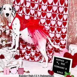 Dalmatian Puppies from Rainier DALS LUA Dalmatians of Washington