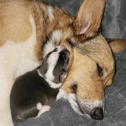 Pembroke Welsh Corgis from Keepin' it Reel Corgis