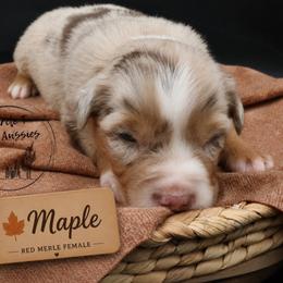 Maple - Red merle female Miniature Australian Shepherd puppy in Apache Junction, Arizona from Circle T Mini Aussies