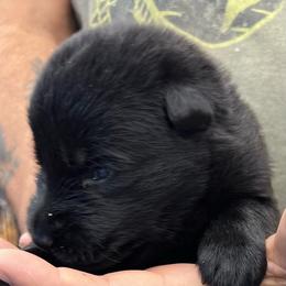 Girl 3 - Black female German Shepherd puppy in Sharon Grove, Kentucky from Julie’s Shepherds