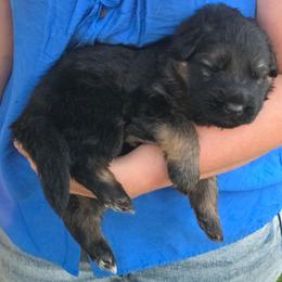 Blue - Black and red male German Shepherd puppy in Orrick, Missouri from Schultz's Premium German Shepherds