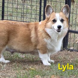 Lyla - Pembroke Welsh Corgi