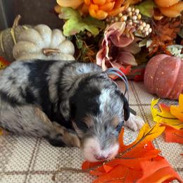 Aspen - Merle female Bernedoodle puppy in Gilbert, Arizona from The Berne Barn... it’s a Doodle thing!