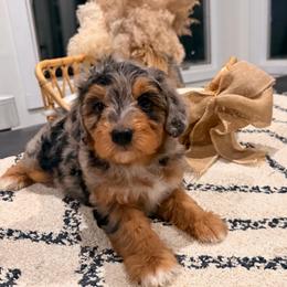 Prada - Blue merle female Aussiedoodle puppy in North Royalton, Ohio from Johnson's Doodles