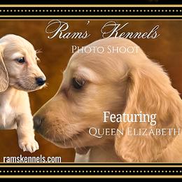 Queen Elizabeth - Cream female Dachshund puppy in Splendora, Texas from Ram’s Kennels