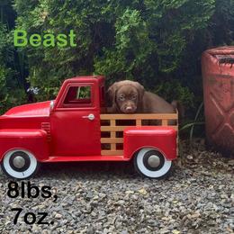 Beast - Chocolate male Labrador Retriever puppy in Tigard, Oregon from Morrison Labrador Retreivers