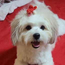 Bella - Havanese