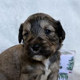 Double Doodle Puppies from Southern Sunshine Doodles