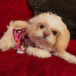 Mabel - Shih Tzu
