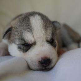 Phoenix - Sable and white male Siberian Husky puppy in Wiscasset, Maine from Running with Huskies