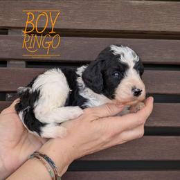Ringo - Black and white male Bernedoodle puppy in Cambridge, Minnesota from Country Meadow Doodles