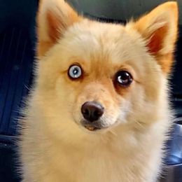 Fuji - Pomsky