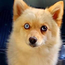 Fuji - Pomsky