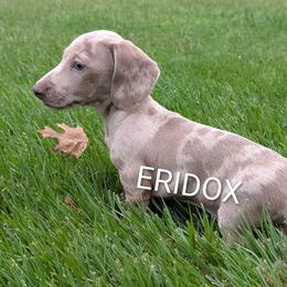 Granite - Fawn (isabella) and tan male Dachshund puppy in Missouri from Eridox Dachshunds
