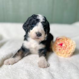 Ophelia - Tri-color female Bernedoodle puppy in Osage City, Kansas from Golden Ridge Goldens