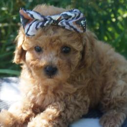Bichon Frises, Companion Crosses, Maltipoos, and Poodles from Panther Creek Road