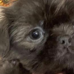 Shih Tzus from West Coast Shih Tzu/Reno Tzu Haven