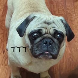 Star - Pug