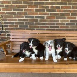 Border Collie Puppies from SoCal/Promise Land Border Collies