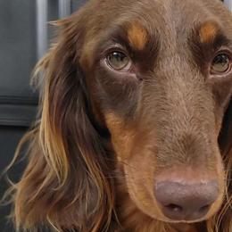 Kingston - Dachshund
