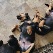 Beauceron Puppies from Rayon de Soleil Beaucerons