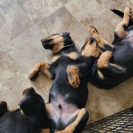 Beauceron Puppies from Rayon de Soleil Beaucerons
