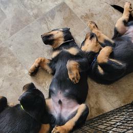 Beauceron Puppies from Rayon de Soleil Beaucerons