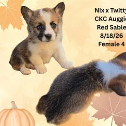 Female 4 - Sable female American Corgi puppy in Campbellsburg, Indiana from Kates Corgis
