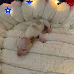 Akc Red piebald - Piebald female Dachshund puppy in Erie, Michigan from Champagne’s Grinch Toe’d Dachshunds