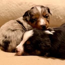 Dandelion - Blue merle female Miniature Australian Shepherd puppy in Harpers Ferry, West Virginia from Carter's Cuties