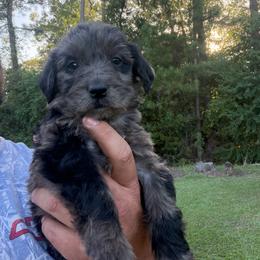 Stormy - Merle female Labradoodle puppy in Georgetown, South Carolina from Muddy Bay Kennels