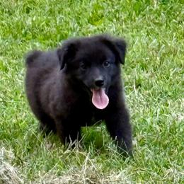 Woody - Black tri male Miniature Australian Shepherd puppy in Patterson, North Carolina from DreamLine Aussies