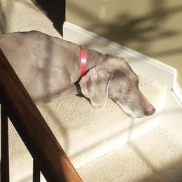 Weimaraners from Firemark Weimaraners