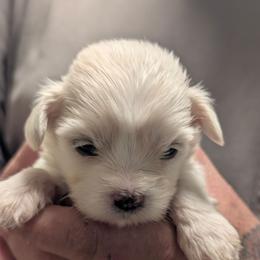 Harvey - Cream male Lhasa Apso puppy in Fort Worth, Texas from Cynthia's Lhasa Apsos
