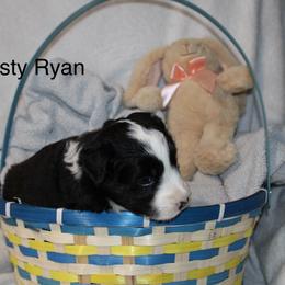 Rusty Ryan - Black male Border Collie puppy in Crawfordsville, Indiana from Rescued Dreams Border Collies