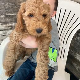 Louie - Red  male Goldendoodle puppy in Hillsdale, Michigan from My Buddy Ol’ Paws