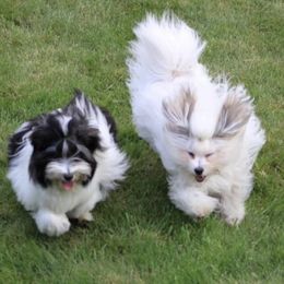 Havanese Puppies from SunWyst Havanese