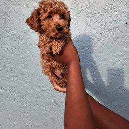 Poodle Puppies from Roman's Toy Poodles