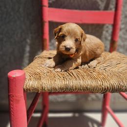 Orange collar girl - Apricot female Goldendoodle puppy in Tucson, Arizona from Ever After Doodles Arizona