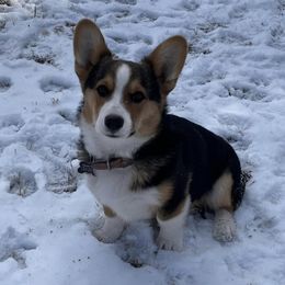 American Corgis and Pembroke Welsh Corgis from Desert Darlin’ Corgis