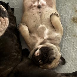 American Bully and French Bulldog Puppies from Bolt Action Kennel