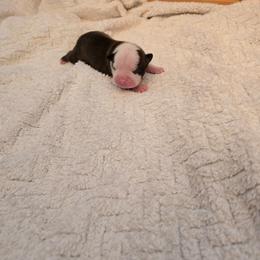 Molly - Seal and white male Boston Terrier puppy in Walhalla, South Carolina from Dixies  southern  bostons