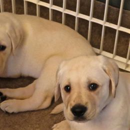 Labrador Retriever Puppies from Aisling Labradors of N.E. Florida