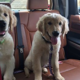 Golden Honey Kennel breeder of Golden Retriever, Goldendoodle