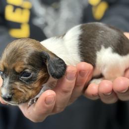 Smooth coat Red pie boy - Red male Dachshund puppy in Nashville, Arkansas from Whisenhunt Farms