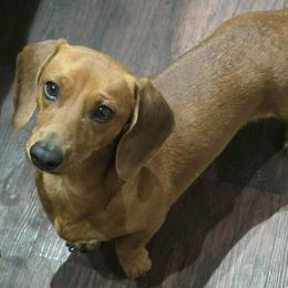 Dachshunds from Greatest Journey Ranchette