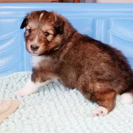 Dover - Sable and white male Shetland Sheepdog puppy in Aliquippa, Pennsylvania from Fancypants Shetland Sheepdogs
