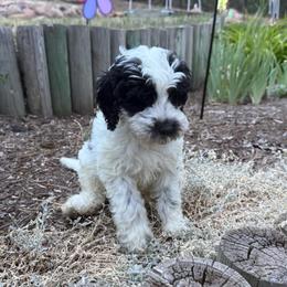 Daisy - Parti female Goldendoodle puppy in Monument, Colorado from Colorado Dreamin Doodles