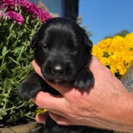 Jack - Mahogany male Belgian Malinois puppy in Paris, Kentucky from Z Domu Niedzwiedzia Malinois